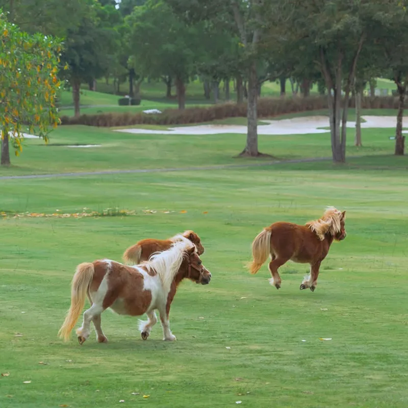 Rancho Charnvee Resort & Country Club — golf course in Khao Yai — ภาพที่ 3 จาก 5